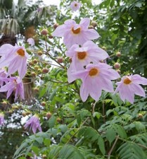 Dahlia imperialis tree for sale  BECCLES