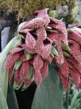 Espèce orchidée bulbophyllum d'occasion  Paris XV