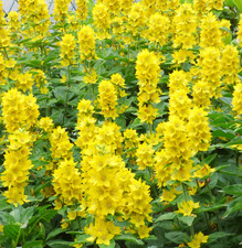 Goldfelberich lysimachia wurze gebraucht kaufen  Gronau