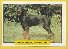 Dogs spanish trading for sale  WREXHAM