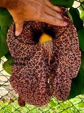 Aristolochia de Flor Gigante  - enredadera trepadora - semillas comprar usado  Enviando para Brazil