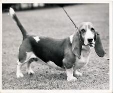 Basset hound 1950 d'occasion  Ballon