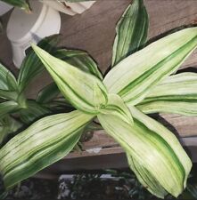 Callisia fragrans variegata gebraucht kaufen  Nürnberg