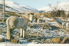 Highland ponies wintering for sale  BRISTOL