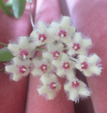 Hoya soidaoensis gebraucht kaufen  Seifhennersdorf