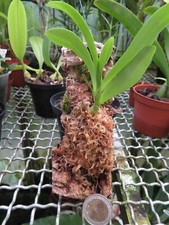 Dendrobium parishii gebraucht kaufen  Ratingen