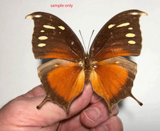 Nymphalidae CONSUL PANARISTE JANSONI**** RARO feminino **Costa Rica (papelado) comprar usado  Enviando para Brazil