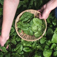 Spinach seeds organic for sale  Shasta Lake