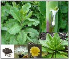 Sementes de alface selvagem verdadeira - Lactuca virosa -  comprar usado  Enviando para Brazil