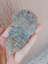 Fossili trilobite dyacalimene usato  Pontedera