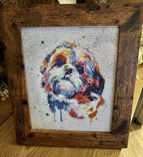 Shih tzu dog for sale  NOTTINGHAM