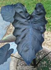 Black coral colocasia for sale  Mobile