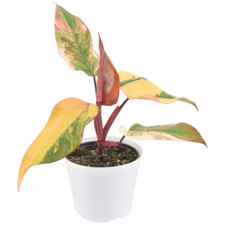 Strawberry shake philodendron for sale  Denver
