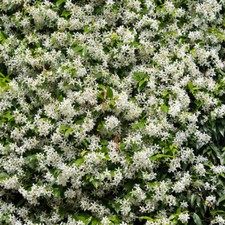 Trachelospermum jasminoides cl for sale  PETERBOROUGH