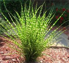 zebra grass for sale  San Francisco