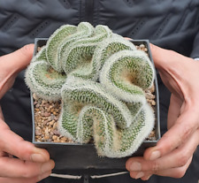 Mammillaria pilcayensis crista usato  Casatenovo