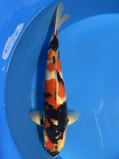 Japanese koi showa for sale  STOCKPORT