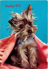 496 yorkshire terrier gebraucht kaufen  Perleberg