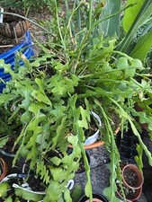 epiphyllum for sale epiphyllum for sale Fort Collins