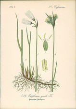 Chromolithographie schlankes z gebraucht kaufen  Sibbesse