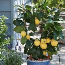 Meyer lemon tree for sale  Parkville