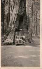 Vintage redwood yosemite for sale  Los Angeles