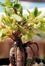 Pflanzen ginseng vitaminreiche gebraucht kaufen  Kaiserslautern