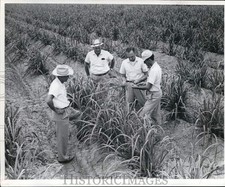 1960 press photo for sale  Memphis