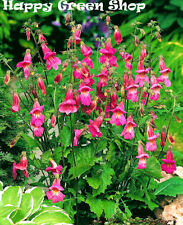 Oriental foxglove 300 for sale  DONCASTER