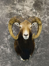 Mouflon sheep taxidermy for sale  Wrightstown