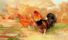 rhode island red for sale  NELSON