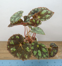 Begonia squarrosa plant for sale  Lexington
