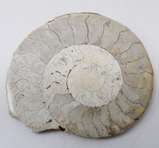 Fossilised ammonite spiral for sale  SALISBURY