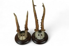 679 geweih holzbrett gebraucht kaufen 679 geweih holzbrett gebraucht kaufen  Aichwald