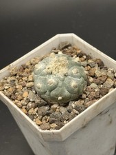Ariocarpus cactus for sale  Lexington