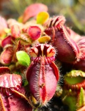 Rare cephalotus follicularis d'occasion  Colmar