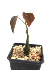 Adenia stylosa plant for sale  Shipping to United Kingdom