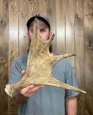 elk shed antlers for sale elk shed antlers for sale Port Matilda