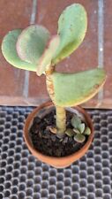 Crassula arborescens silver d'occasion  Cagnes-sur-Mer