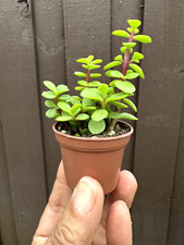 Portulacaria afra elephant for sale  Miami