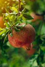 Melograno frutto punica usato Melograno frutto punica usato  Valmacca