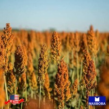 Sorghum seeds rox for sale  Waltham
