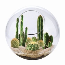 Cactus succulent glass for sale  Eugene