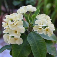 White euphorbia milii for sale  Hudson