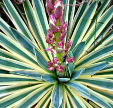 Yucca gloriosa variegata usato  Napoli