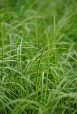 Acorus gramineus gon gebraucht kaufen  Westerstede