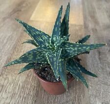 Aloe rauhii hybrid for sale  SHEFFIELD