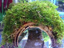 Coconut shell covered for sale  UK