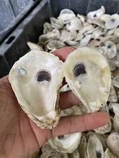Oyster shell lot for sale  Eustis