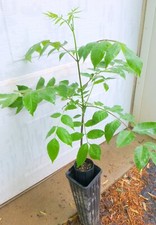Black walnut trees for sale  Somerville